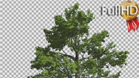 Sassafras Top of The Tree is Swaying at Breeze alt