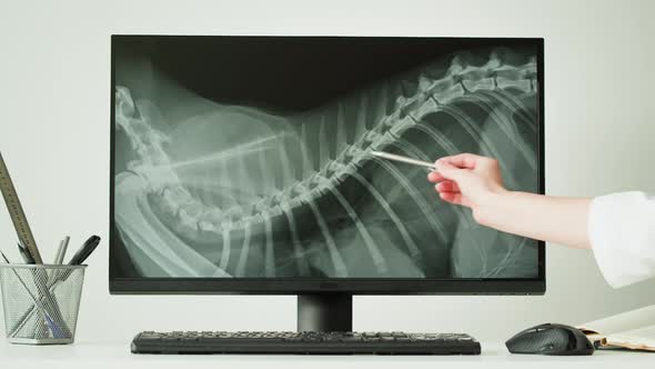 Doctor Veterinarian Examining Horse Skeleton Roentgen on Computer Monitor