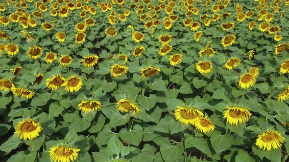 Camera flies over the A field of blooming sunflowers fluttering in the wind.