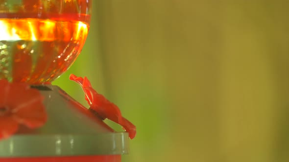 Hummingbird drinking water