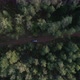 Black Car On A Forest Dirt Road - VideoHive Item for Sale