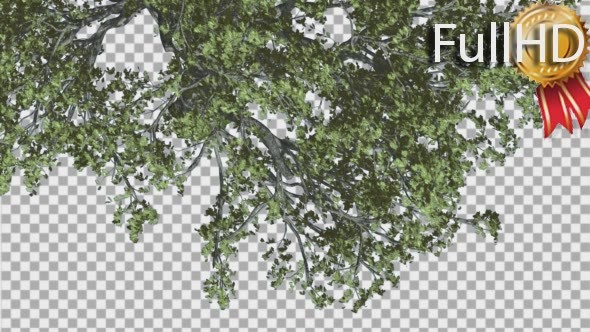 White Oak Branch of a Crown Top Down is Swaying alt