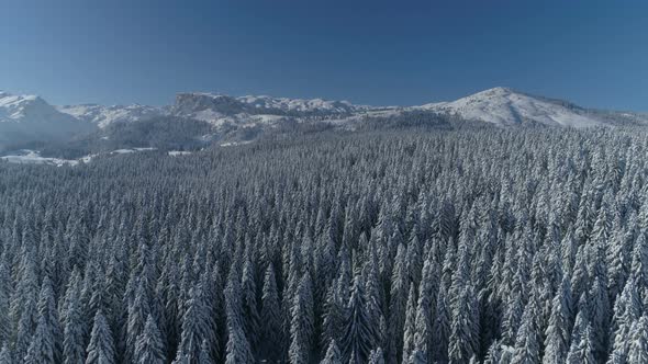 Flight Over the Snowcovered Spruce Forest with Mountains in the Background