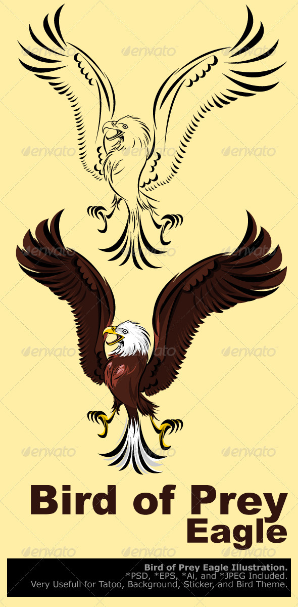 Bird of Prey Eagle