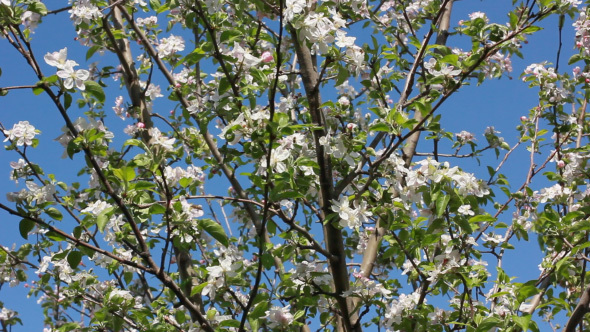 Fruit Tree Blossom In Spring