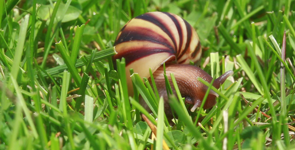 Snail