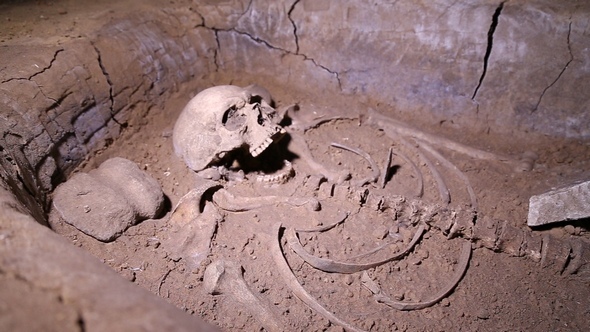 Human Skeleton, Skull, Bones, Excavated a Burial