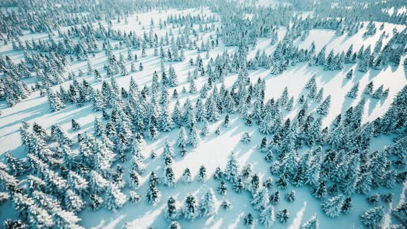 Christmas Tree Farm in Snow