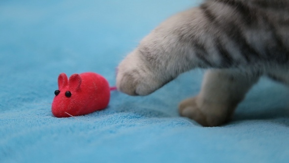 Cat Playing with Toy Mouse