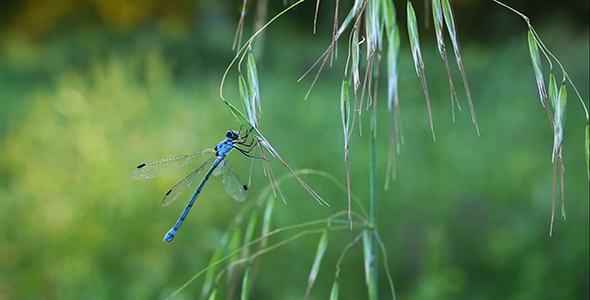 Dragonfly