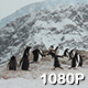 Mountainous Colony of Penguins - VideoHive Item for Sale