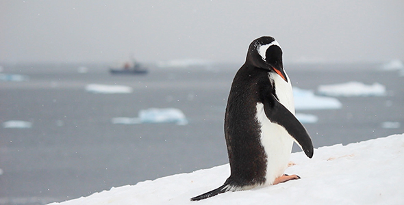 Penguin Preens over Antarctic Bay