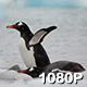 Penguins Drinking Sea Water - VideoHive Item for Sale