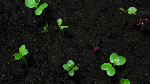 Young Green Sprouts On Black Organic Soil alt