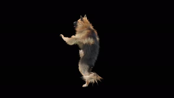 Dog Dance 4K