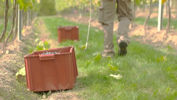 Wine Grape Harvest