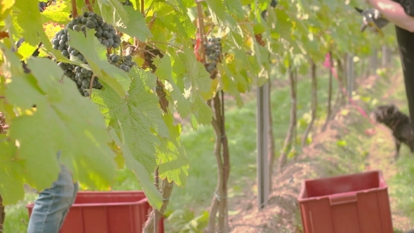 Wine Grape Harvest