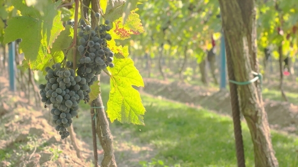 Wine Grape Harvest