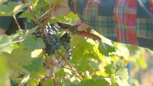 Wine Grape Harvest