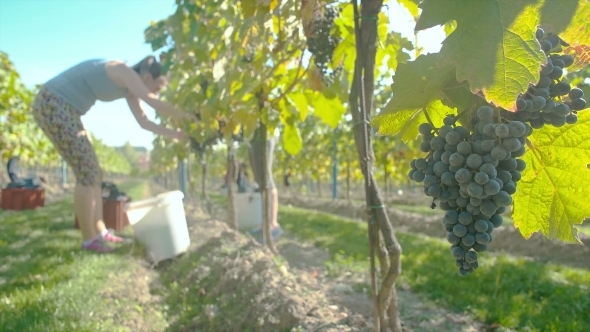 Wine Grape Harvest