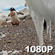 Gentoo Penguins Framed by Icicles - VideoHive Item for Sale