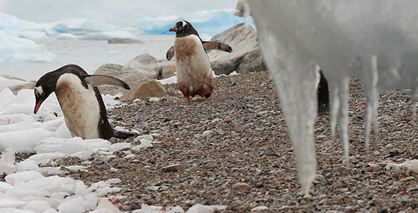 Gentoo Penguins Framed by Icicles