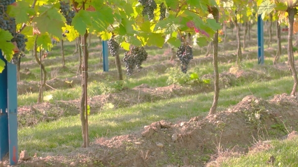 Wine Grape Harvest