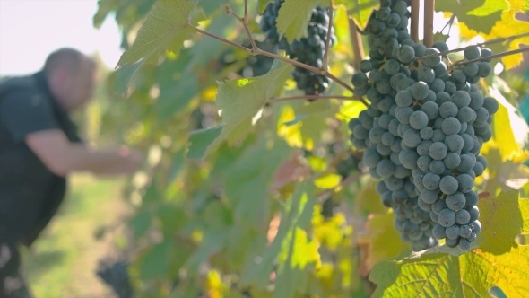 Wine Grape Harvest