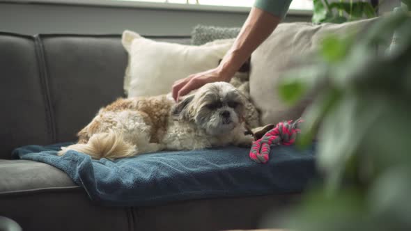 Boomer dog laying on living room sofa being petted by owner, medium shot