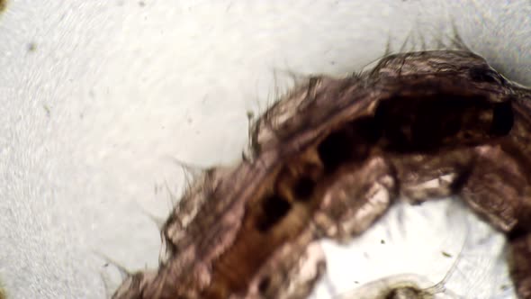 The Larva of the Mosquito Moth and Crustacean Daphnia Swim in Place