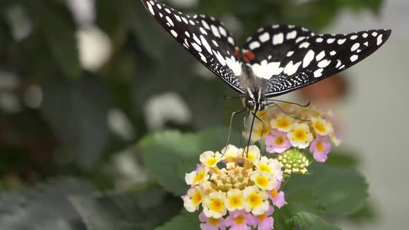 Extreme macro shot of beautiful black white butterfly gathering nectar with legs and antenna in gard