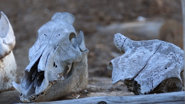 Skulls of Animals Lie on the Beam