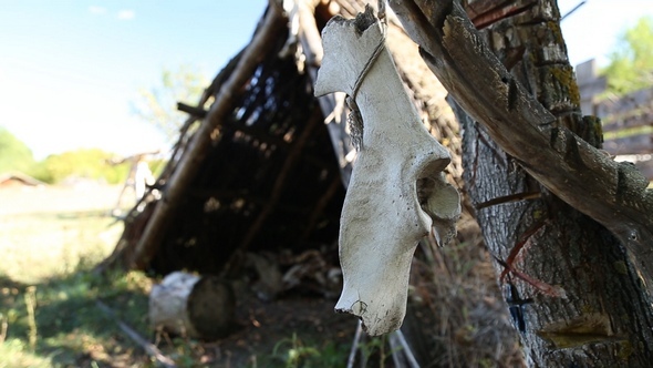 Dwelling of the Stone or Bronze Age, the Skulls and Bones of Animals