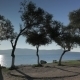 Sea View Through The Olive Trees Glowing In Sunset - VideoHive Item for Sale