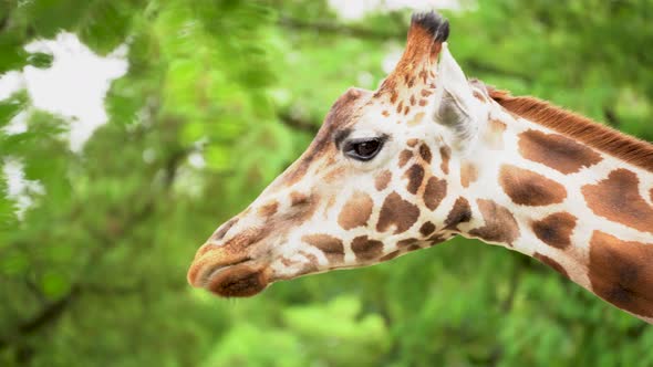 Giraffe Head Shot against tree leaves