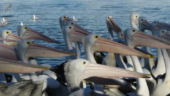 a Flock of Pelicans Nod Their Heads Together in Unison