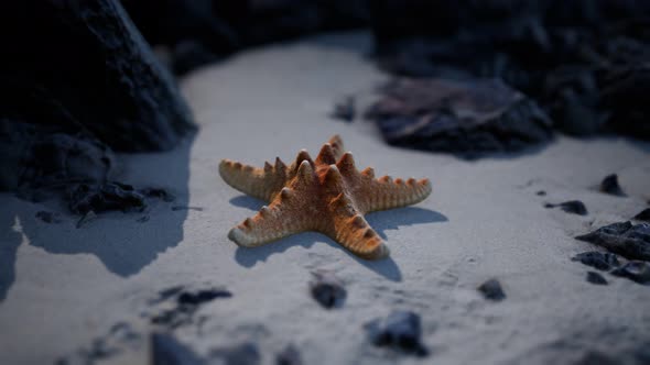 Starfish on Sandy Beach at Sunset