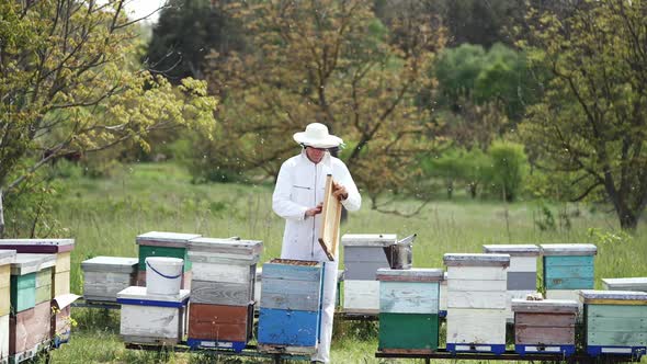 Beekeeper examines the bees with an analysis of the nest