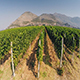 The Vineyard from The Air - VideoHive Item for Sale