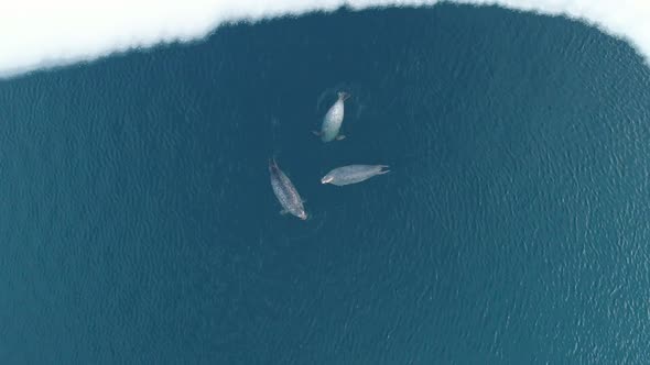 Aerial Top Down View of 3 Fat Spotted Seals Floating and Diving in the Clear Azure Sea Water