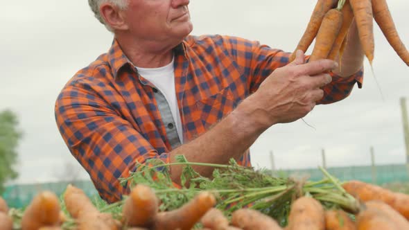 Mature man working on farm