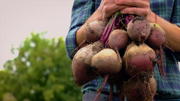 A Man Farmer Holds a Harvest of Beets in His Hands