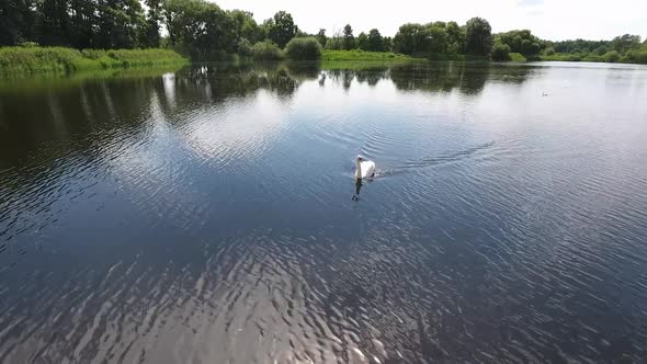 Drone Flying Over A White Swan On A Lake