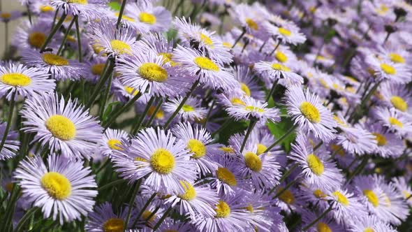 springtime full of flowering daisies