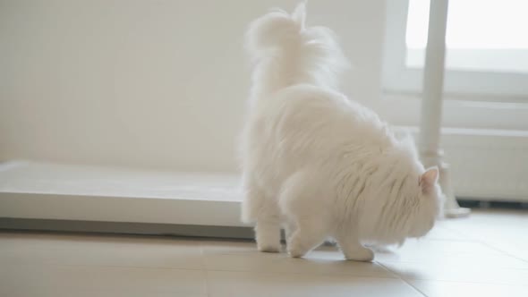 Big Fluffy Shine White Cat Is Walking at Living Room and Playing Like Real Man.