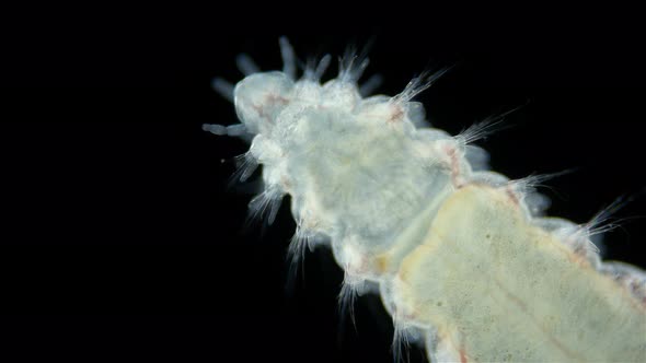 Worm Polychaeta family Amphinomidae under a microscope