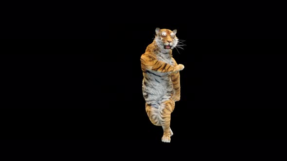 Tiger Dancing 4K