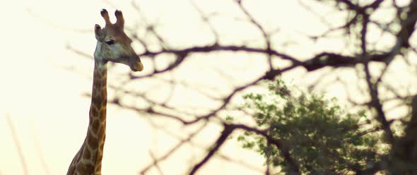 Medium Shot of a Giraffe Standing and Looking at Camera Seen From Tree Branches