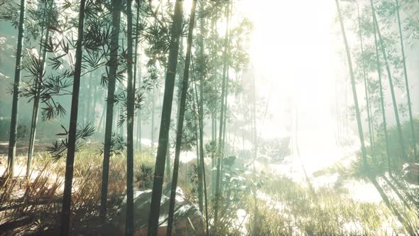 Green Bamboo in the Fog with Stems and Leaves