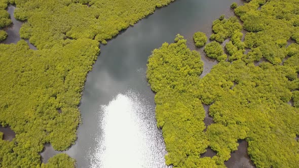 Mangrove Forest in Asia